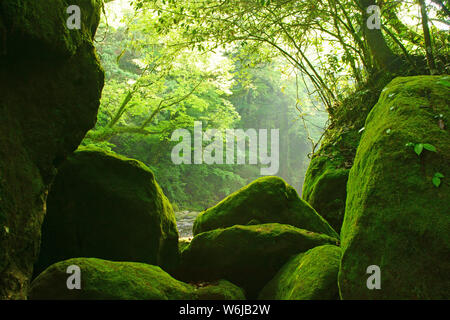 Fresh green Kikuchi Gorge, Kumamoto Prefecture, Japan Stock Photo