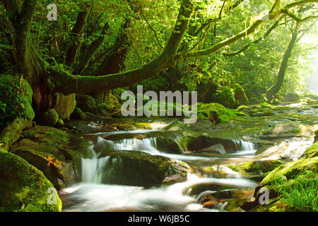 Fresh green Kikuchi Gorge, Kumamoto Prefecture, Japan Stock Photo