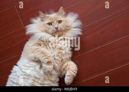 Cute orange fluffy cat looks up at the camera while relaxing on the floor at home Stock Photo