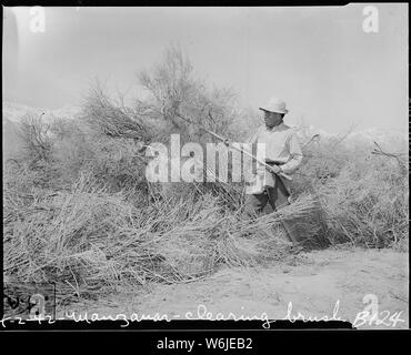 Manzanar Relocation Center, Manzanar, California. Clearing brush from land at reception center for . . .; Scope and content:  The full caption for this photograph reads: Manzanar Relocation Center, Manzanar, California. Clearing brush from land at reception center for evacuees of Japanese ancestry. Stock Photo