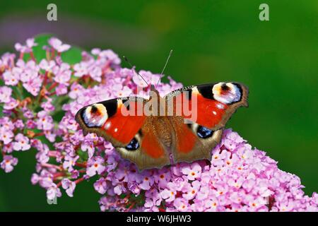 European peacock (Aglais io) (Inachis io), butterfly on flowers from butterfly-bush (Buddleja davidii), Schleswig-Holstein, Germany Stock Photo