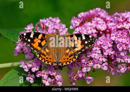 Painted lady (Vanessa cardui) (Cynthia cardui), butterfly on flowers from butterfly-bush (Buddleja davidii), Schleswig-Holstein, Germany Stock Photo