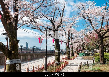 Hanging lanterns for the Hanami Festival, Sumida Park with flowering cherry trees, waterfront on Sumida River, Asakusa, Tokyo, Japan Stock Photo