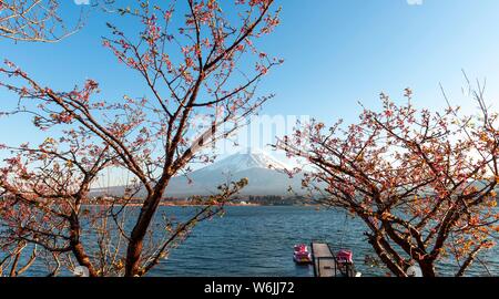 Cherry trees, view over Lake Kawaguchi, back volcano Mt. Fuji, Yamanashi Prefecture, Japan Stock Photo