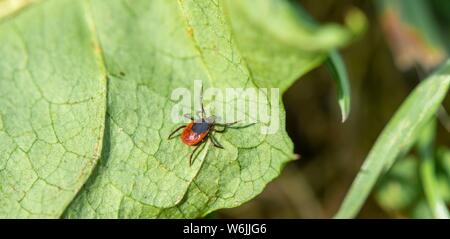 Female tick, Castor Bean Tick (Ixodes ricinus) lurks on a leaf, Bavaria, Germany Stock Photo