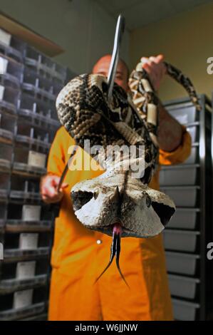 West african gaboon viper (Bitis rhinoceros), man holding snake in a medical laboratory, Ghana Stock Photo