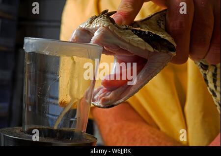 West african gaboon viper (Bitis rhinoceros), venom extracting in a medical laboratory, Ghana Stock Photo