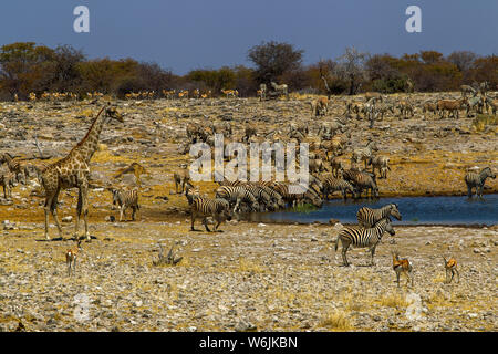 Herd Of Zebraand A Lone Giraffe At An Waterhole, Etosha National Park 