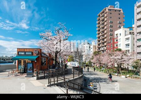 Sumida Park with flowering cherry trees, waterfront on Sumida River, Asakusa, Tokyo, Japan Stock Photo