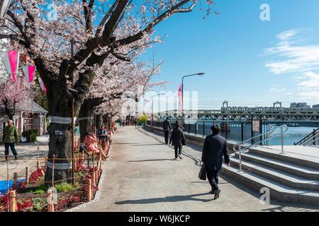Sumida Park with blooming cherry trees, Japanese cherry blossom, waterfront on Sumida River, Asakusa, Tokyo, Japan Stock Photo