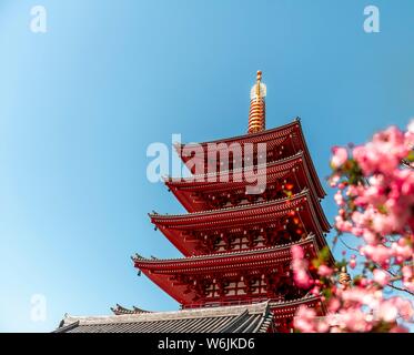 Five-story pagoda, Japanese cherry blossom, Buddhist temple complex, Senso-ji Temple, Asakusa, Tokyo, Japan Stock Photo