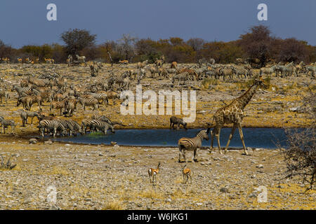 Herd of zebraand a lone giraffe at an waterhole, Etosha National Park ...