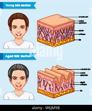 Scientific medical illustration of young and aged skin illustration Stock Vector