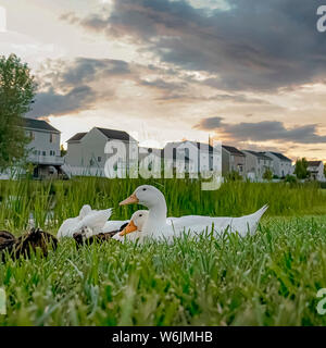 Square frame Ducks near a pond amid vast grassy terrain with white homes in the background Stock Photo