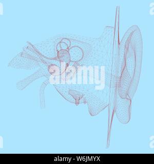Wireframe of the human ear with internal organs. 3D. Vector illustration Stock Vector