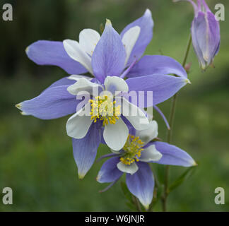 Colorado Blue Columbine ( Aquilegia coerulea) in Crested Butte, Colorado, USA Stock Photo