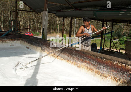 rubber production is one of the main production of southern thailand Stock Photo