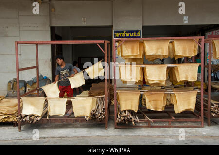 rubber production is one of the main production of southern thailand Stock Photo