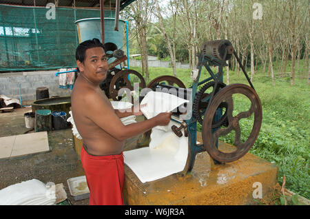 rubber production is one of the main production of southern thailand Stock Photo