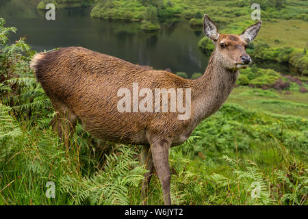 Close up of wild deer in Glen Etive, Scotland Stock Photo
