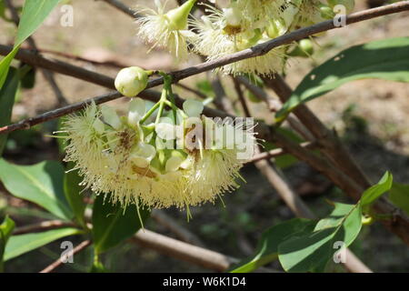 water guava fruit flower close up Stock Photo