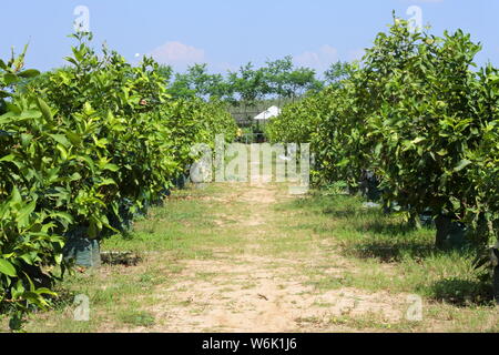 water guava (Syzygium aqueum) fruit garden with a neat row Stock Photo