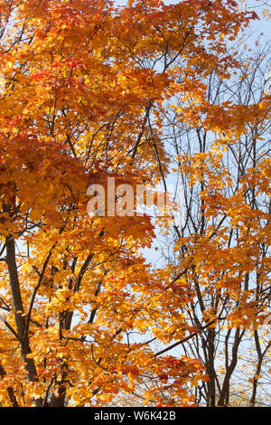 Colourful of maple leafs during autumn Stock Photo