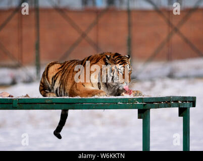 A fat Siberian tiger plays in the snow in Shenyang Tiger Park of Shenyang city, northeast China's Liaoning province, 11 January 2018.   Many people ha Stock Photo