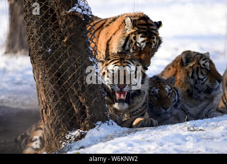 A fat Siberian tiger plays in the snow in Shenyang Tiger Park of Shenyang city, northeast China's Liaoning province, 11 January 2018.   Many people ha Stock Photo