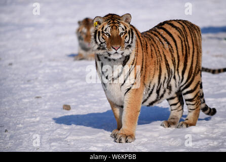 A fat Siberian tiger plays in the snow in Shenyang Tiger Park of Shenyang city, northeast China's Liaoning province, 11 January 2018.   Many people ha Stock Photo