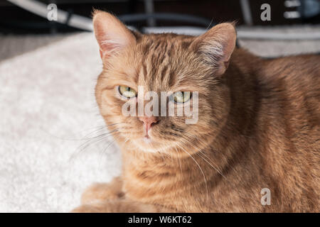 Close up of mixed-breed orange tabby with green eyes looking at the camera; Stock Photo