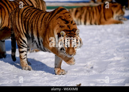 A fat Siberian tiger plays in the snow in Shenyang Tiger Park of Shenyang city, northeast China's Liaoning province, 11 January 2018.   Many people ha Stock Photo