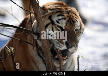 A fat Siberian tiger plays in the snow in Shenyang Tiger Park of Shenyang city, northeast China's Liaoning province, 11 January 2018.   Many people ha Stock Photo