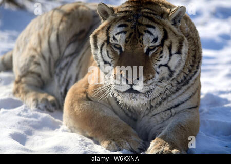 A fat Siberian tiger plays in the snow in Shenyang Tiger Park of Shenyang city, northeast China's Liaoning province, 11 January 2018.   Many people ha Stock Photo