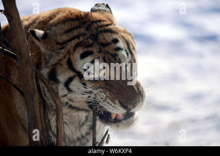 A fat Siberian tiger plays in the snow in Shenyang Tiger Park of Shenyang city, northeast China's Liaoning province, 11 January 2018.   Many people ha Stock Photo