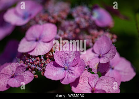 Details of velvet hydrangea blossoms Stock Photo