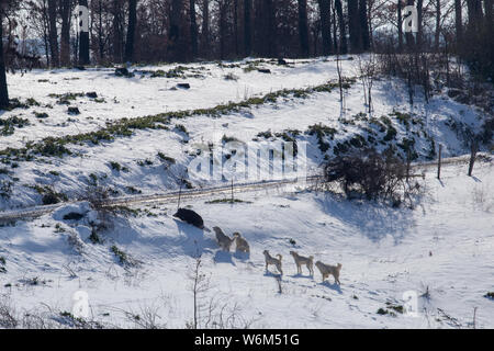 Dogs versus boar on the snow Stock Photo