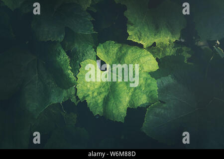 grape leaves background Stock Photo