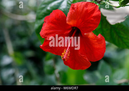 Close-up of a bright red hibiscus rosa-sinensis flower on a green 