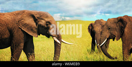 Three adult african elephants (Loxodonta africana) grazing in the african savannah. Landscape of Africa. Panoramic image Stock Photo