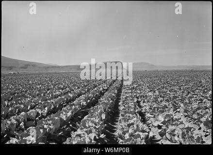 Tule Lake Segregation Center, Newell, California. A field of cabbage on the Tule Lake Center farm. Stock Photo