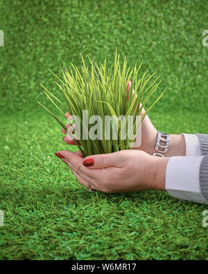 Two pairs of hands gently holding a young plant. Stock Photo