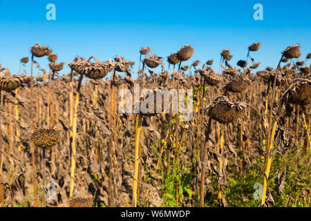 Withered sunflowers in autumn field on blue sky background Stock Photo