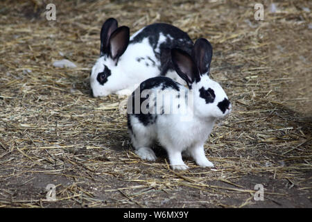 two cute hares sitting on bedding of hay Stock Photo