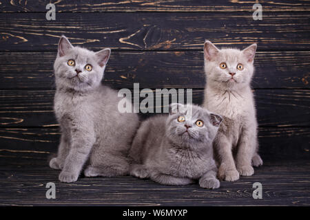 Scottish straight and scottish fold kittens. Professional photography purebred kittens Stock Photo