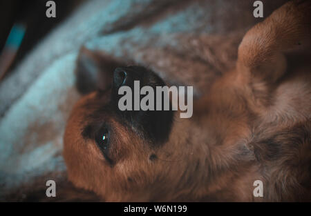 Thoughtful brown chihuahua dog lying on his back Stock Photo