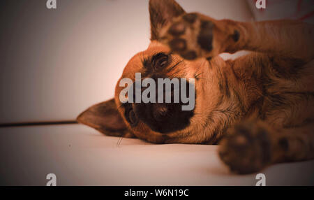 Brown chihuahua dog lying on a couch Stock Photo
