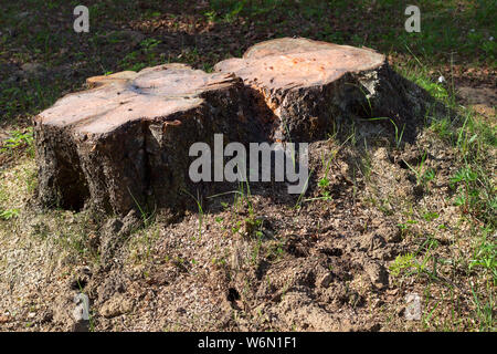 Fall Stumps the stump of a sawn tree in a spring park during a thaw, sawdust around ...
