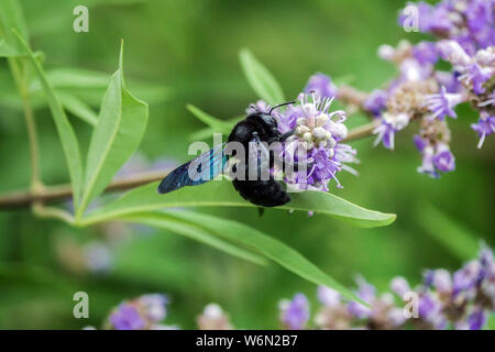 Solitary bee genus Xylocopa, Large Violet Carpenter bee on Chaste Tree, Vitex agnus-castus Stock Photo