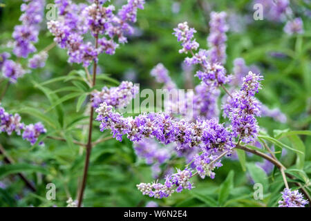 Chaste Tree, Vitex agnus-castus, garden shrub flowers Stock Photo